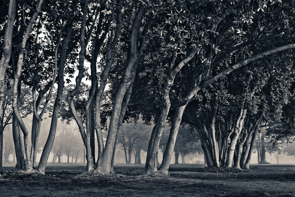 Land Park Treeline by Don Satterlee