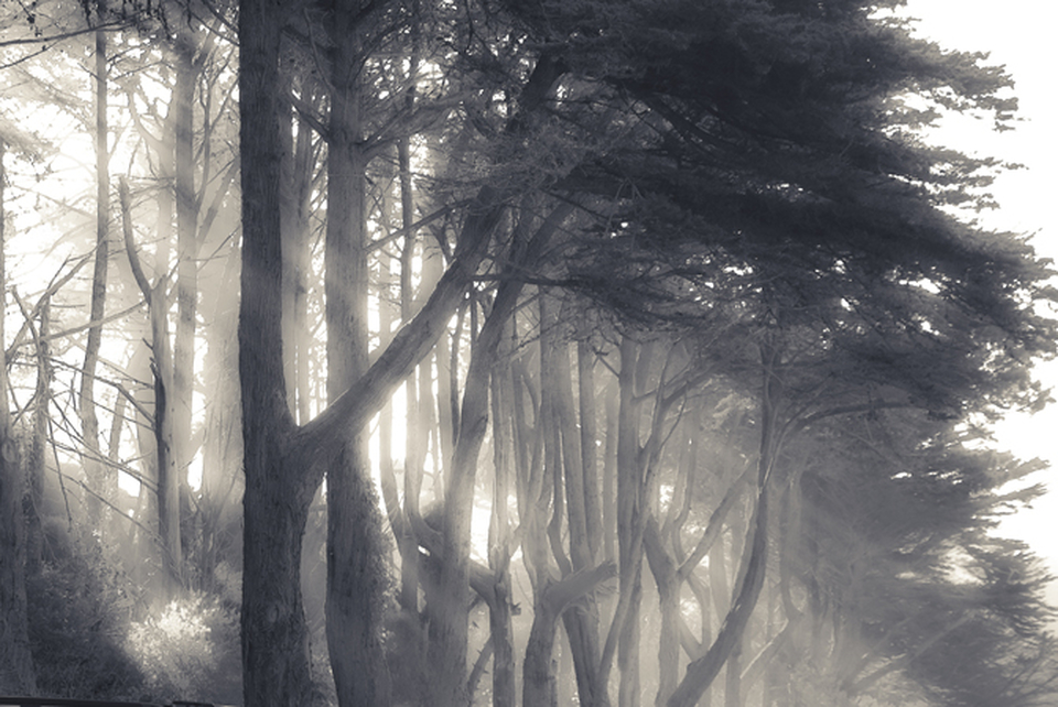 Cedars by Don Satterlee